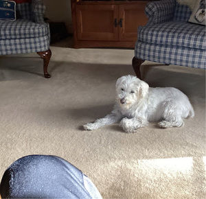 Meet your Posher, Tedgalper